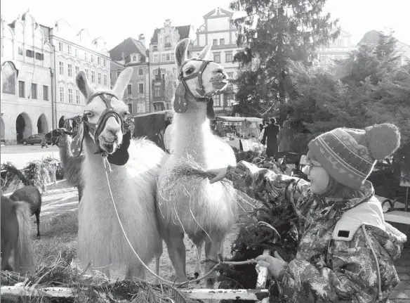  ?? PETR DAVID JOSEK / REUTERS ?? A young Czech girl feeds two llamas displayed at a Christmas market in the medieval Old Town Square in Prague.