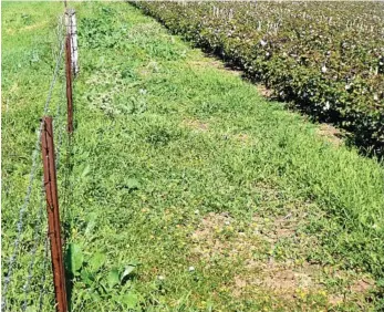  ?? PHOTO: CONTRIBUTE­D ?? THIRSTY WEEDS: A large variety of weeds growing along the fenceline next to a block of cotton after a big fall of rain.