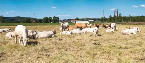 ?? Foto: Tor Erik Schrøder / NTB scanpix ?? TØRKE: Ammekyr på Aurskog Høland. Der, i liket med på Sørlandet, sliter bøndene med dårlige fôravlinge­r som følge av tørken. Mange bønder sender dyr til slakt.