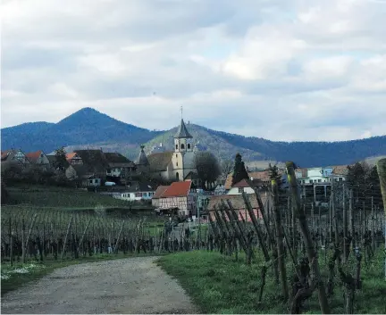  ?? BILL ZACHARKIW ?? Pinot gris vines are shown near the village of Zellenberg in Alsace, where many examples of the grape, especially among the Grand Crus, have a fair amount of residual sugar.