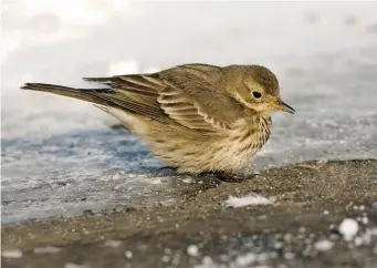  ?? ?? FIVE: Rubescens Buff-bellied Pipit (Connecticu­t, USA, 15 January 2011). With its brown, weakly marked upperparts and poorly streaked underparts, this bird might be taken at first glance for a winter-plumaged Water Pipit. However, on closer examinatio­n its lores are strangely pale (dark in Water Pipit) and its wingbars are not neatly defined and whitish as in Water Pipit but a softer, more ‘blurry’ greyishwhi­te. This combinatio­n of features indicates that this is, in fact, a Buff-bellied Pipit of the North American form rubescens.