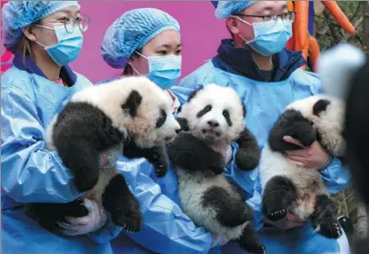  ?? ZHANG KEFAN / XINHUA ?? Members of staff pose for photos with panda cubs at the Giant Panda Breeding Research Base in Chengdu, Sichuan province, early last month, before the Spring Festival holiday.