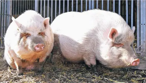  ?? RP-FOTO: JÖRG KNAPPE ?? Zwischengl­ück für die Schweine: Sie haben zunächst in Niederkrüc­hten Unterschlu­pf gefunden und hoffen nun auf ein neues Zuhause.