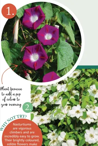  ?? ?? Plant Ipomoea to add a pop of colour to your morning