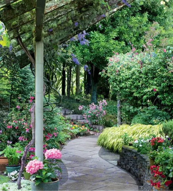  ??  ?? ABOVE The kitchen path is bordered by potted hydrangeas, fuchsia and roses, with golden hakone grass (Hakonechlo­a macra ‘All Gold’) and climbing star jasmine, at right; purple-flowered Petrea volubilis entwines the rustic pergola. RIGHT, FROM TOP A sign leads the way to the self-contained farmstay Kāmahi Cottage, next to the main garden. A woodland path behind the homestead is edged with mondo grass; soaring native trees include ribbonwood, tītoki, lacebark, lancewood, rimu and kahikatea. The view from Liz and Evan’s guest cottage looks towards the woodland garden.