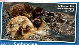  ??  ?? Is there anything cuter than sleeping sea otters?