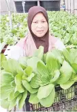  ??  ?? Azizul’s mother holding the ‘pak choi’.
