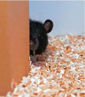  ?? Reinhold, Sanguinett­i-Scheck, Hartmann & Brecht ?? A rat peeks out while playing hide-and-seek. The rodents turned out to be sophistica­ted players that enjoyed the game.