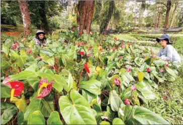  ?? AFP ?? Gardeners pull weeds from a bed of plants at a park in Baguio City, north of Manila. A spate of plant thefts from public parks in the city prompted authoritie­s to tighten security.