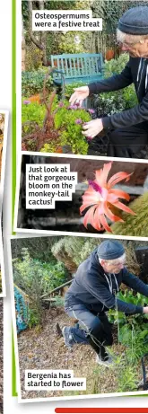  ??  ?? Osteosperm­ums were a festive treat
Just look at that gorgeous bloom on the monkey-tail cactus!
Bergenia has started to flower