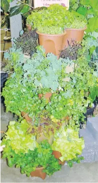  ?? PHOTO BY JACKIE BANTLE ?? Kale, lettuce and coleus in a container tower.