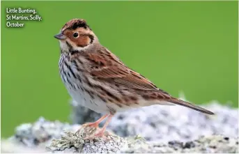  ??  ?? Little Bunting, St Martins, Scilly, October