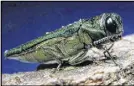  ?? WIKIMEDIA COMMONS PHOTO ?? With the new discovery of the emerald ash borer — otherwise known as the firewood beetle — in Edmundston, N.B., the Nature Conservanc­y of Canada is urging the public to help reduce the impact of the destructiv­e beetle on the province’s forests and...