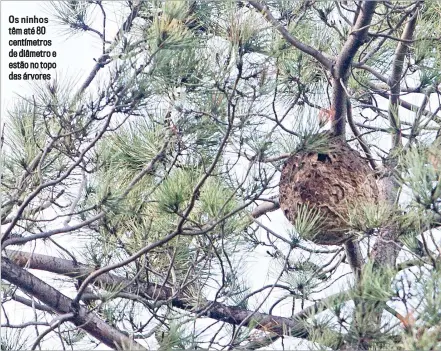  ??  ?? Os ninhos têm até 80 centímetro­s de diâmetro e estão no topo das árvores