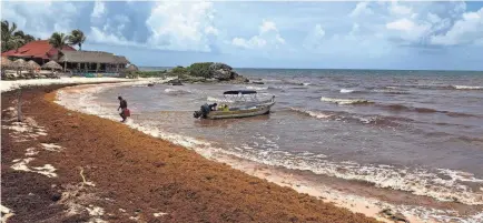  ?? JUSTIN SULLIVAN/GETTY IMAGES ?? Sargassum, a seaweed-like algae, covers a beach on June 15, 2019 in Tulum, Mexico.