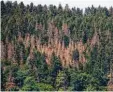  ?? Foto: dpa ?? Nicht zu übersehen: Große Teile des deutschen Waldes sind krank.