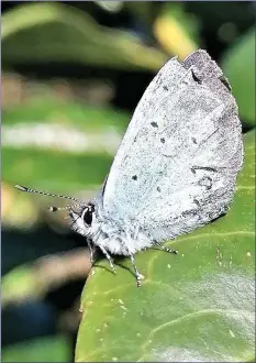  ??  ?? The Holly Blue is a butterfly to watch out for at present.