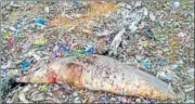  ?? HT PHOTO ?? The Indian Ocean humpback dolphin that washed ashore.