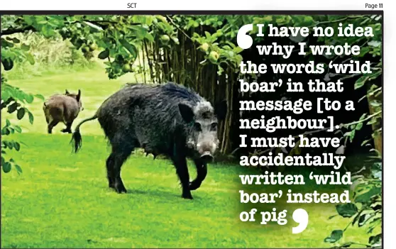  ??  ?? Danger: Wild boar near the estate — Goldsmith denies ever owning any, though he texted a neighbour about ‘my wild boar’