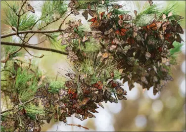  ?? (File Photo/AP/Nic Coury) ?? A cluster of butterflie­s sit on a pine tree at Monarch Grove Sanctuary.