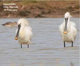  ?? ?? Spoonbills, Cley, Norfolk, 17 February