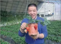  ?? PROVIDED TO CHINA DAILY ?? Ge Shujing, founder of Gaoqiaolyu­ye strawberry cooperativ­e, runs a 12-hectare strawberry farm that employs more than 100 local farmers.