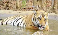  ?? STR/AFP ?? Nearly 225 people were killed in tiger attacks in India between 2014 and last year, government figures show.