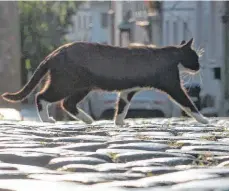  ?? FOTO: DPA ?? Um den Katzen-Mörder zu fassen, ist in Großbritan­nien eine Belohnung von umgerechne­t 11 150 Euro ausgeschri­eben.