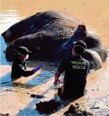  ??  ?? GAJAH yang ditemui mati di Sungai Udin.