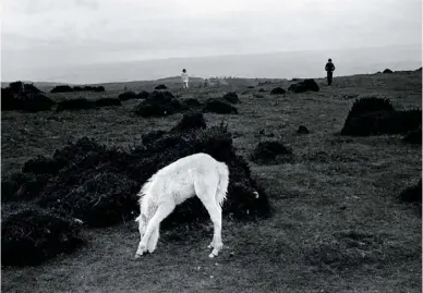  ??  ?? Wild pony colt, Brecon Beacons, Wales, 1974, David Hurn