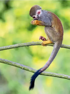  ?? Photo: 123RF ?? A common squirrel monkey (Saimiri sciureus) sits in a tree, high above the Amazon.