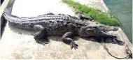  ?? CONTRIBUTE­D ?? An American Crocodile basking in the sun in the Black River Lower Morass. Crocodiles are being threatened by acts of poaching and loss of habitat.