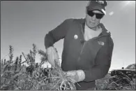  ?? AP/P. SOLOMON BANDA ?? Ryan Loflin harvests hemp Oct. 5 on his farm in Springfiel­d, Colo. Loflin planted 55 acres of several varieties of hemp alongside his typical alfalfa and wheat crops this year.