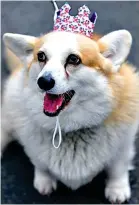  ?? ?? Adorable: A regal-looking corgi