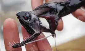  ?? Photograph: Audrey Velasco-Hogan/AP ?? Up from the depths: a dragonfish specimen.