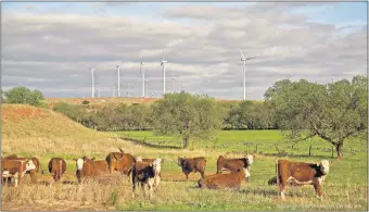  ?? [OKLAHOMAN ARCHIVES] [PROVIDED BY ACCIONA] ?? TOP: Completed turbines are seen in 2003 at the under-constructi­on Blue Canyon Wind Farm in the Wichita Mountains.
BELOW: Cattle graze pasture near the Red Hills Wind Farm in western Oklahoma.