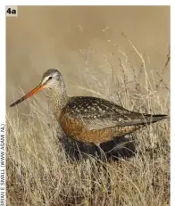  ??  ?? 4a 4a and 4b Hudsonian Godwits (Manitoba, Canada, 12 June 2017). This comparison shows breeding male (left) and female Hudsonian Godwits. Note the male’s unbroken brick-red colouratio­n below, with more extensivel­y black upperparts. In contrast, the female’s belly appears more diffuse, being made up of loose barring rather than solid colour. Also noticeable in this image is the larger size and rangier structure of the female, with its longer bill. The head and neck is greyish and streaked, with a prominent pale superciliu­m.