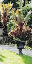  ?? DAN BENARCIK/CHANTICLEE­R ?? Red Abyssinian banana makes a dramatic pairing with coleus Sedona.