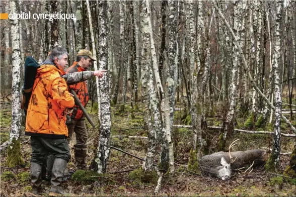  ??  ?? En Sologne, l’abondance du gibier fait pratiqueme­nt doubler le prix de l’hectare de forêt, pourtant peu réputée pour son bois.