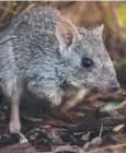  ??  ?? ENDANGERED: Just 2500 northern bettongs are believed to be left in the wild.