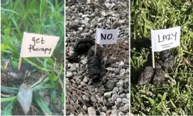  ?? Lois Beckett ?? Residents who live near California’s Venice Beach shared images of flagged feces in their neighborho­od. One photo source asked to be credited as ‘someone close to the poop’. Composite: