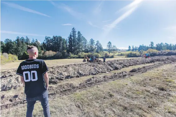  ??  ?? Tyler Rumi eyes drainage work on the fields at the Good Buds facility on Salt Spring Island. The company’s plan is to grow marijuana outdoors on 13 acres of soil, and it hopes to plant the first crop next summer.