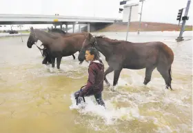  ?? Mark Mulligan / Associated Press ?? Volunteers from Texas A&M help rescue horses along the south Sam Houston Tollway. More than 50 inches of rain has fallen on the city over four days.