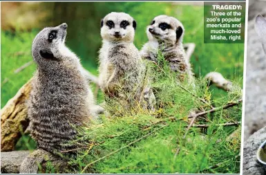  ??  ?? TRAGEDY: Y: Three of the e zoo’s popular ar meerkats and d much-loved d Misha, right t