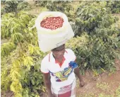  ?? TSVANGIRAY­I MUKWAZHI/AP 2019 ?? When the Fed raises interest rates, the impact can be felt by those in poorer countries, such as this coffee plantation worker in Mozambique.