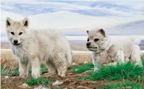  ??  ?? Above: Spy Wolf (right) fits right in with an Arctic wolf cub