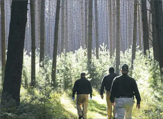  ?? Wild Excellence Films stills ?? In “Cathedral: The Fight to Save the Ancient Hemlocks of Cook Forest,” forestry officials head into a stand of hemlocks that are being treated to fight the hemlock woolly adelgid, an invasive insect.