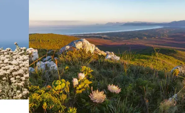  ??  ?? BELOW LEFT A rock kestrel perches on a canopy of fynbos, no doubt on the hunt for mice that feed on seeds dispersed by proteas and restios.
BELOW Walker Bay as seen from Grootbos Private Nature Reserve, famous for its unique flower species.