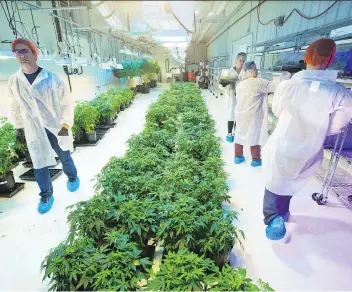  ?? GAVIN YOUNG ?? Vancouver-based Aurora’s medical pot facility is seen near Cremona, Alta. Aurora is seeking a combinatio­n with CanniMed amid an upswing in marijuana stocks ahead of recreation­al pot’s July 2018 legalizati­on.