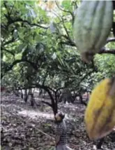  ?? ONELIO ?? Campo de Altamira,donde la esperanza ha vuelto con las recientes lluvias.